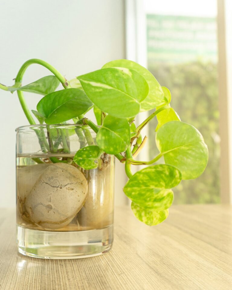 Pothos Care